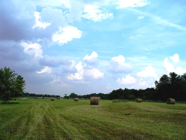 Meadow